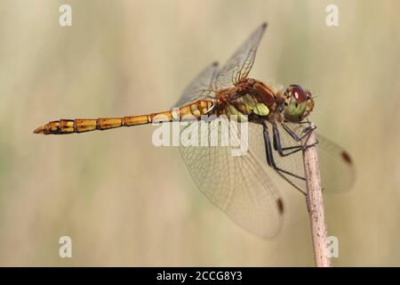 Dard commun (Sympetrum striolatum) - général Banque D'Images