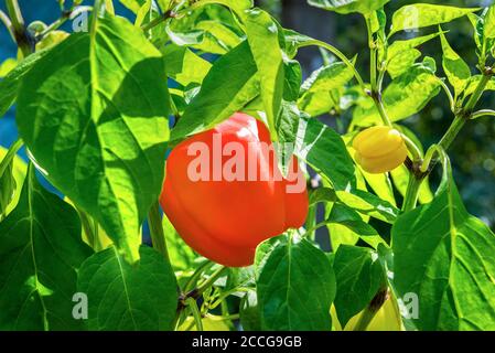 Poivron rouge doux poussant dans le jardin Banque D'Images