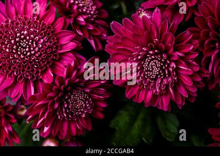 Chrysanthème indicum, fleurs gros plan violet-rouge, grande macro de pétales de couleur vive Banque D'Images