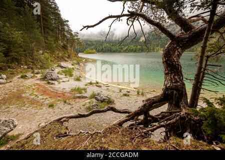 Vieux pin avec racines sur les rives de l'Eibsee au-dessous du Zugspitze au printemps. Banque D'Images