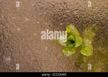 Menthe congelée ou menthe d'eau (Mentha aquatica) Dans la glace d'un petit ruisseau de l'Isar Banque D'Images