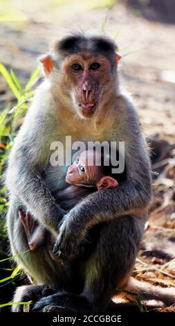 Un singe assis sur le sol avec son jeune bébé dans ses bras. Banque D'Images