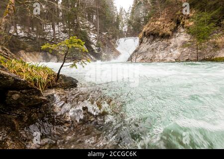 Un petit arbre sur les rives de l'Obernach près de Wallgau, sous la cascade, en haute eau. La jeune épinette est proche de l'inondation et près de la Banque D'Images