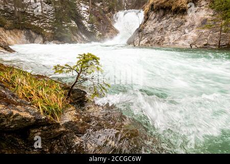 Un petit arbre sur les rives de l'Obernach près de Wallgau, sous la cascade, en haute eau. La jeune épinette est proche de l'inondation et près de la Banque D'Images