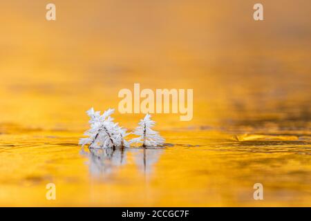 Cristaux de glace sur les lames d'herbe sur une surface gelée d'eau contre le soleil Banque D'Images