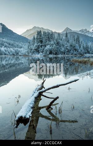 Bois mort sur les rives du réservoir de Krün recouvert de neige au printemps Banque D'Images