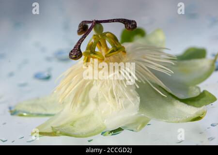 STILL Life / concept / éléments naturels / nature / santé & Beauté / Beaux-Arts - Passiflora caerulea humide / Passionflower sur fond blanc Banque D'Images