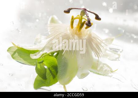 STILL Life / concept / éléments naturels / nature / santé & Beauté / Beaux-Arts - Passiflora caerulea humide / Passionflower sur fond blanc Banque D'Images