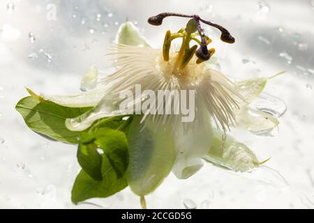 STILL Life / concept / éléments naturels / nature / santé & Beauté / Beaux-Arts - Passiflora caerulea humide / Passionflower sur fond blanc Banque D'Images