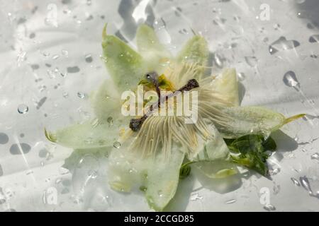 STILL Life / concept / éléments naturels / nature / santé & Beauté / Beaux-Arts - Passiflora caerulea humide / Passionflower sur fond blanc Banque D'Images