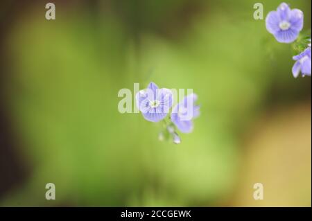 Fleurs violettes sur une tige mince gros plan sur un fond flou sur un fond d'herbe. Fleurs et lames vertes d'herbe dans le champ. L'été Banque D'Images