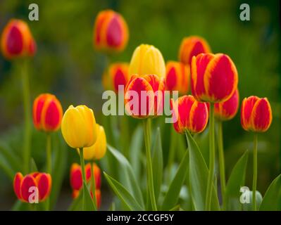 Tulipes rouges, jaunes et rouges-jaunes fleuries dans le lit de fleurs le jour du printemps, lumière naturelle. Fleurs de printemps Banque D'Images