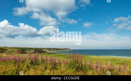 CULLEN BAY MORAY COAST SCOTLAND GOLF COURSE ET ROSE BAY FLEURS D'HERBES DE SAULE CHAMAENERION ANGUSTIFOLIUM AVEC BLEU VERT DE LA MER Banque D'Images