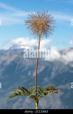 Tête blanche de la fleur alpine de pasque (Pulsatilla alpina), famille des buttercup (Ranunculaceae), Valais, Suisse Banque D'Images
