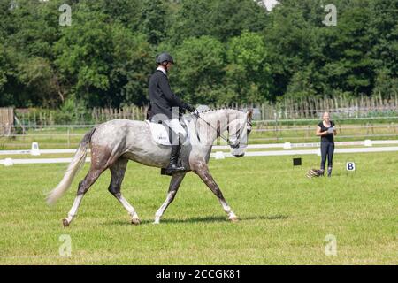 Homme avec cheval en dressage test Dutch Riding School Urk Banque D'Images