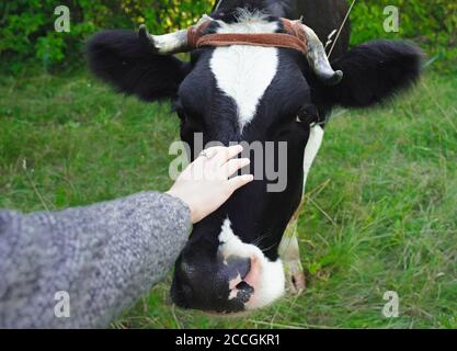 La main d'une femme touche la tête d'une vache. Vache à pois noir et blanc sur la ferme. Banque D'Images