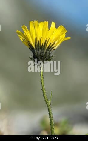 Albépine (Hieracium alpinum), famille des pâquerettes (Asteraceae), haute-Nendaz, Suisse Banque D'Images