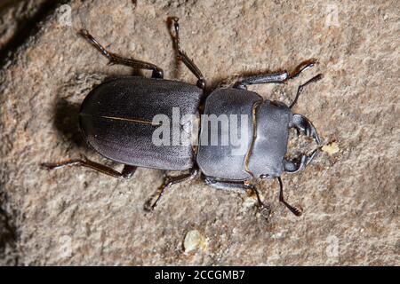 Coléoptères, arbustes à poutres apparentes, Dorcus parallélipipedus Banque D'Images