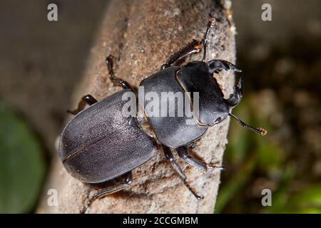 Coléoptères, arbustes à poutres apparentes, Dorcus parallélipipedus Banque D'Images