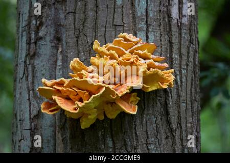 Porling à soufre commun, Laetiporus sulfureus Banque D'Images