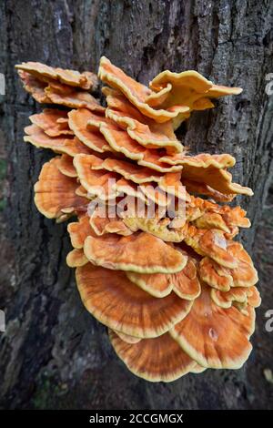 Porling à soufre commun, Laetiporus sulfureus Banque D'Images