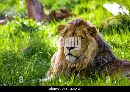 Lion fait froid dans la savane ensoleillée Banque D'Images