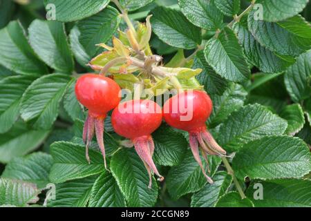 RosehIPS de Rosa rugosa Rubra, août Banque D'Images