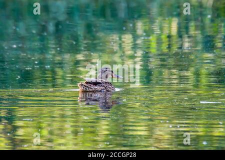 mallard dans le parc du lac vert en été Banque D'Images
