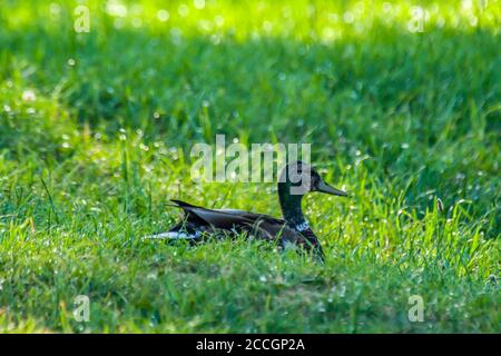mallard dans le parc du lac vert en été Banque D'Images