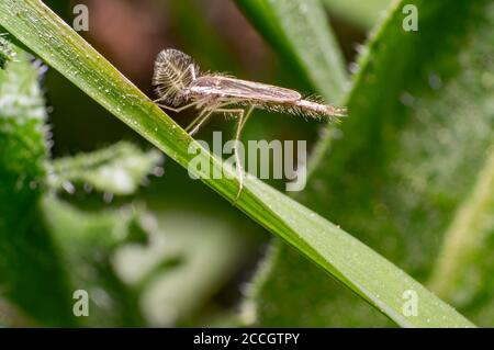 insecte rare dans la nature saison d'été Banque D'Images