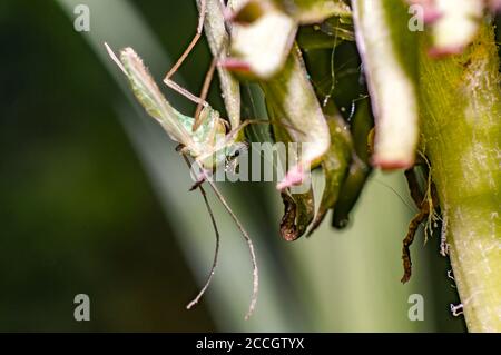 moustique vert sur la fleur de pissenlit Banque D'Images