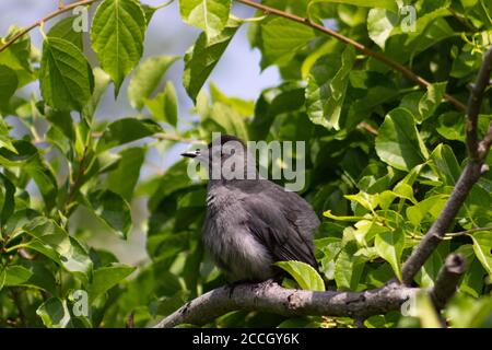 Un oiseau gris perche dans un arbuste vert feuillu au refuge national de la faune de la baie de la Jamaïque, avec un ciel bleu en arrière-plan Banque D'Images