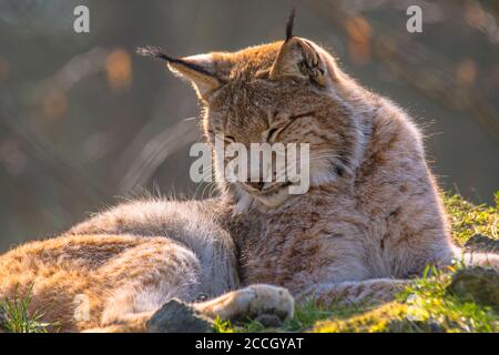 mignon jeune lynx dans la forêt sauvage colorée Banque D'Images