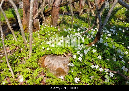 De nombreux anémones en bois (Anemone nemorosa) poussent au printemps le long d'une petite crique forestière à Selbustrand, en Norvège Banque D'Images