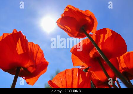 Photo basse-angle de coquelicots orientaux rouges brillants (Papaver orientale) contre le ciel bleu Banque D'Images