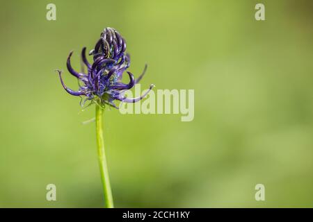 Fleur de Phyteuma spicatum violette, fleur de rampion à pointes avec fond de bokeh Banque D'Images