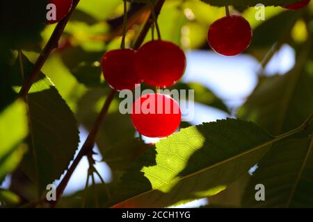 Cerises acides mûres (Prunus cerasus) Joliment illuminé par le soleil en été norvégien Banque D'Images