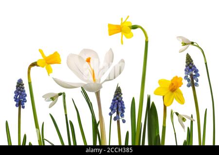 Un collage de fleurs de Snowdrops blancs (Galanthus), de jonquilles, de crocussus et de jacinthe de raisin arménienne ou de fleurs de Muscari armeniacum isolées sur fond blanc Banque D'Images