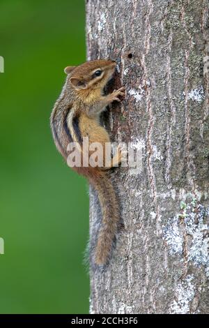 Chipmunk de l'est dans le nord du Wisconsin. Banque D'Images