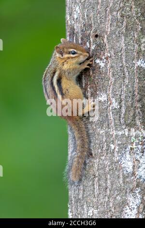 Chipmunk de l'est dans le nord du Wisconsin. Banque D'Images