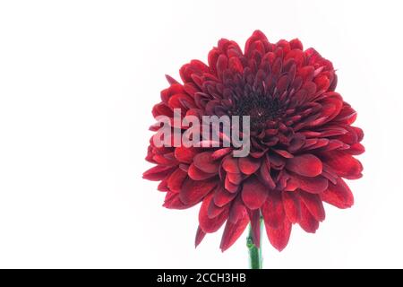 Une fleur de chrysanthème rouge en fleurs isolée sur un fond blanc Banque D'Images