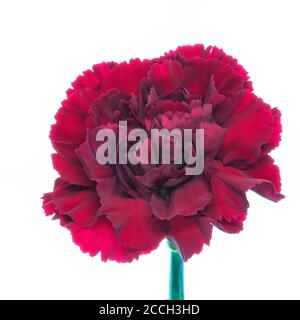 Une fleur rouge de Carnation, rose, rose, rose pink (Dianthus) isolée sur un fond blanc Banque D'Images