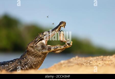 Gros plan d'un Yacare caiman (Caiman yacare) mangeant piranha sur une rive sablonneuse, South Pantanal, Brésil. Banque D'Images