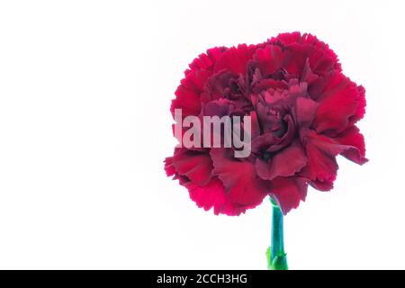 Une fleur rouge de Carnation, rose, rose, rose pink (Dianthus) isolée sur un fond blanc Banque D'Images