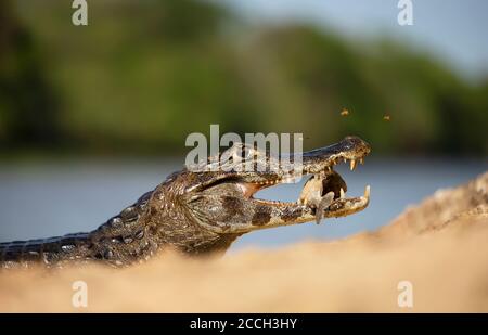 Près d'un Yacare caiman (Caiman yacare) mangeant piranha sur une rive de rivière, South Pantanal, Brésil. Banque D'Images