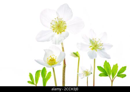 Collage de fleurs blanches Hellebore noir, Rose de Noël, fleur de rose de Noël (Helleborus niger) isolée sur fond blanc Banque D'Images