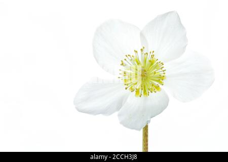 Une fleur blanche de chellebore noir, rose de Noël, fleur de rose de Noël (Helleborus niger) isolée sur fond blanc Banque D'Images