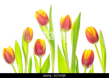 Collage de tulipes jaunes et rouges fleuris isolées sur un arrière-plan blanc Banque D'Images