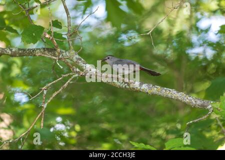 Oiseau-chat gris le jour de juin dans le nord du Wisconsin. Banque D'Images