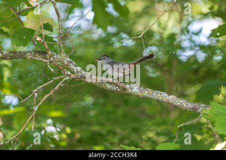 Oiseau-chat gris le jour de juin dans le nord du Wisconsin. Banque D'Images